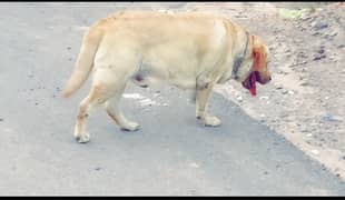Labrador