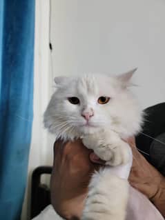 Persian White Male Cat For Sale