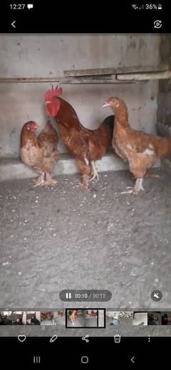 Aseele golden buff contact  03348502736