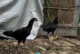 Aseel Lasani hens Heallty n active