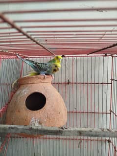 Australian Parrot pair for sale