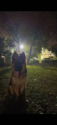 German Shepherd Long Coat - Female - Vaccinated"