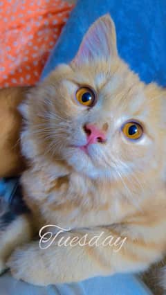 Persian