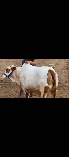 qurbani bachiya
