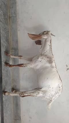 Female goat
