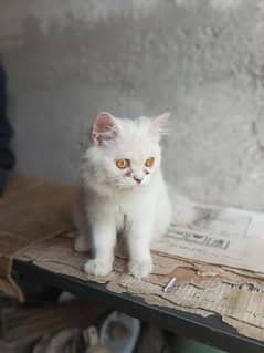 5 month old Persian cat Triple Coat in white color