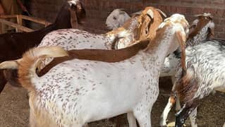 Bakray goat for qurbani bakra goats