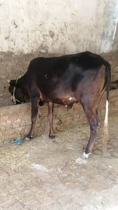 bachri