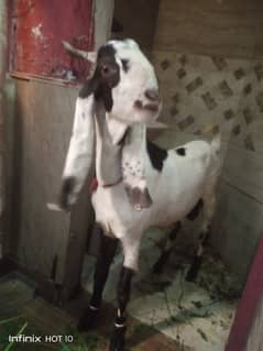 Desi bakra for qurbani