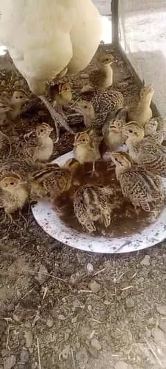Sindhi Black Chicks