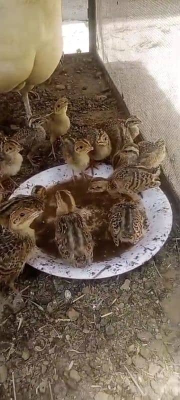 Sindhi Black Chicks 1