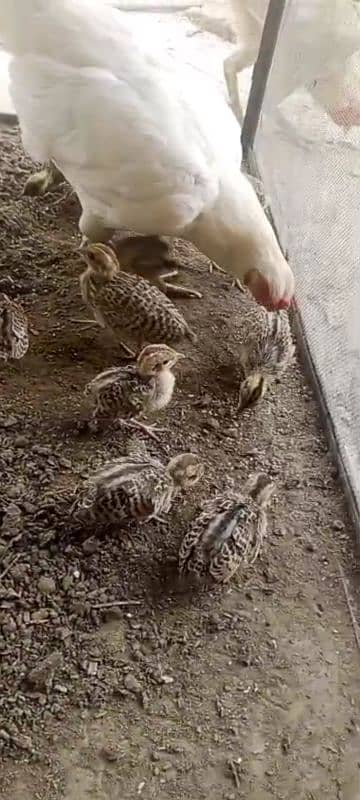Sindhi Black Chicks 2