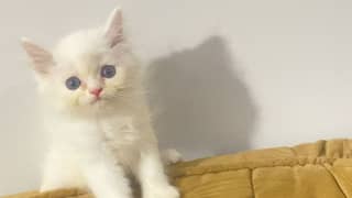 male kitten available