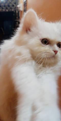 Persian Kitten