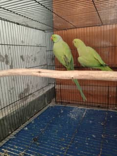 Ringneck