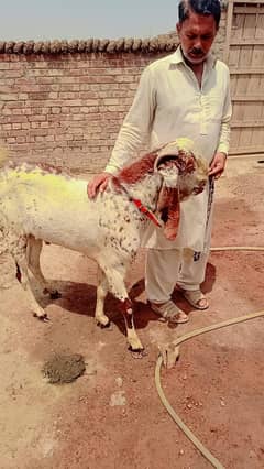 qurbani