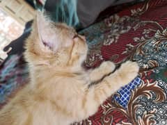 Persian kitten