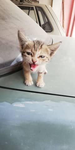 Tabby Kitten 2 months old