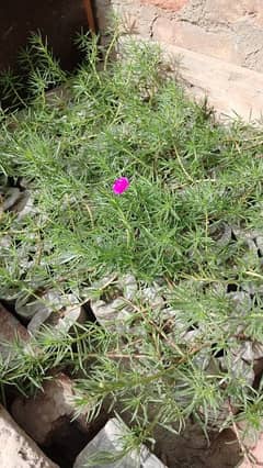 portulaca moss rose gul dupehri