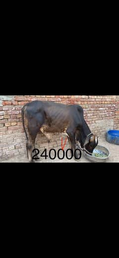 Qurbani k janver sale k lia available hn