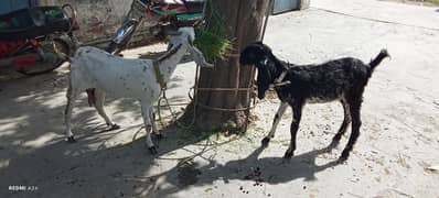 2 qurbani goats bakri