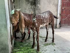Bakra