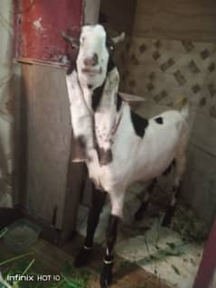 Desi bakra Sale for qurbani