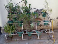 plant