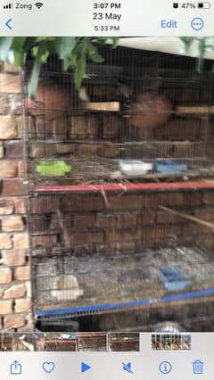 Fawn split gray java breeder pair with 8 portion cage