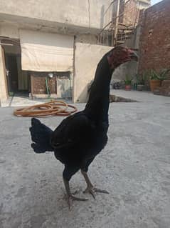 ASEEL