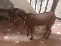 Qurbani Bakra 2025 Urgent sale