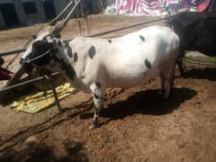 Cow for Qurbani