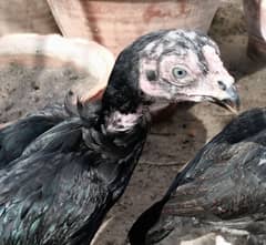 High Quality Nasli Aseel Pathay & Pathian | Aseel Chicks