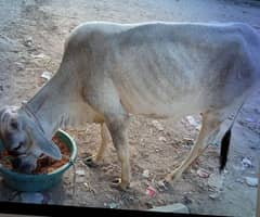 qurbani