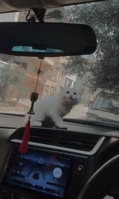 Persian
