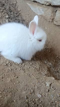 Giant angora bunnies sale