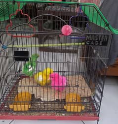 Hen