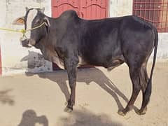 Desi bachrra 2 dant