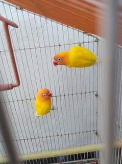 lovebird pairs for sale