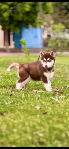 Husky puppy female
