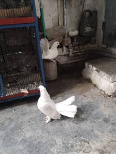 2 pair Fantail