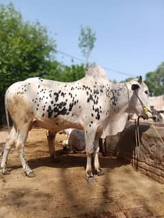 donda bull