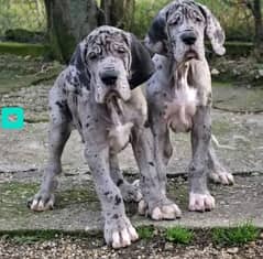 great dane fimal  pups available top quality