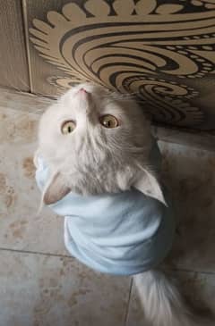 cat