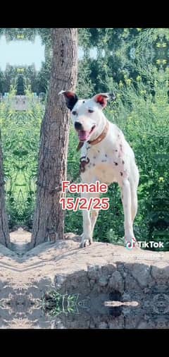 Gultair croos Bully mix