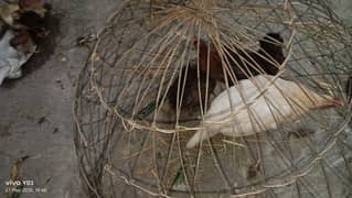desi murgi for sell