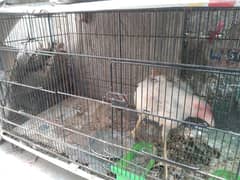 2 patishion hen cage