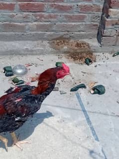 Aseel hens setup for sale