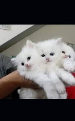 Persian kitten for urgent sale my WhatsApp number 03414863497