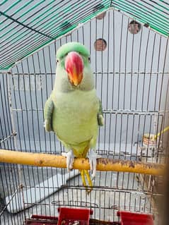 Raw parrot for sale